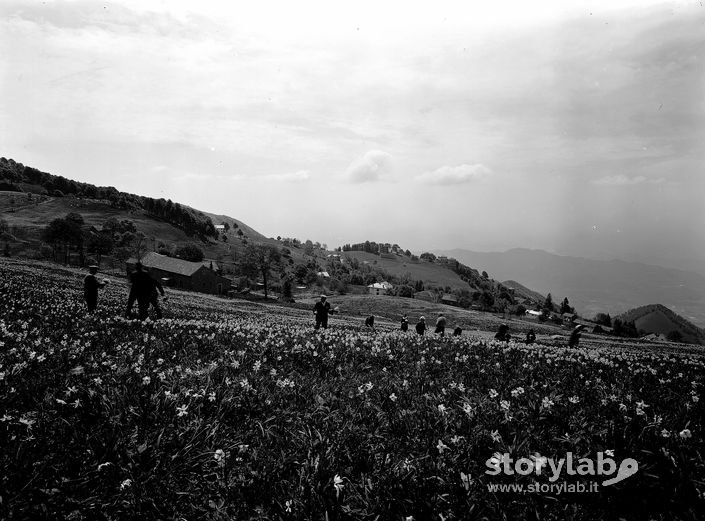 La raccolta dei narcisi a Valcava