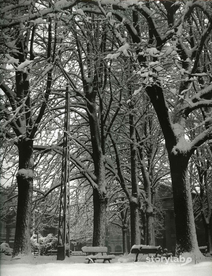 Alberi innevati