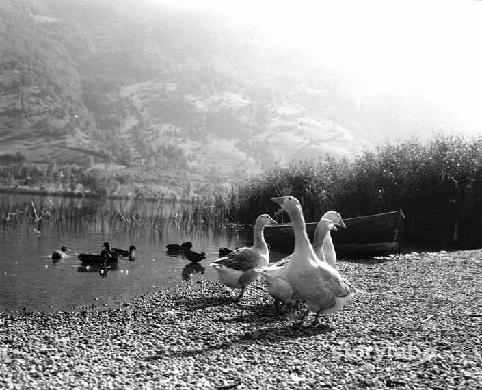 Fauna in riva al lago