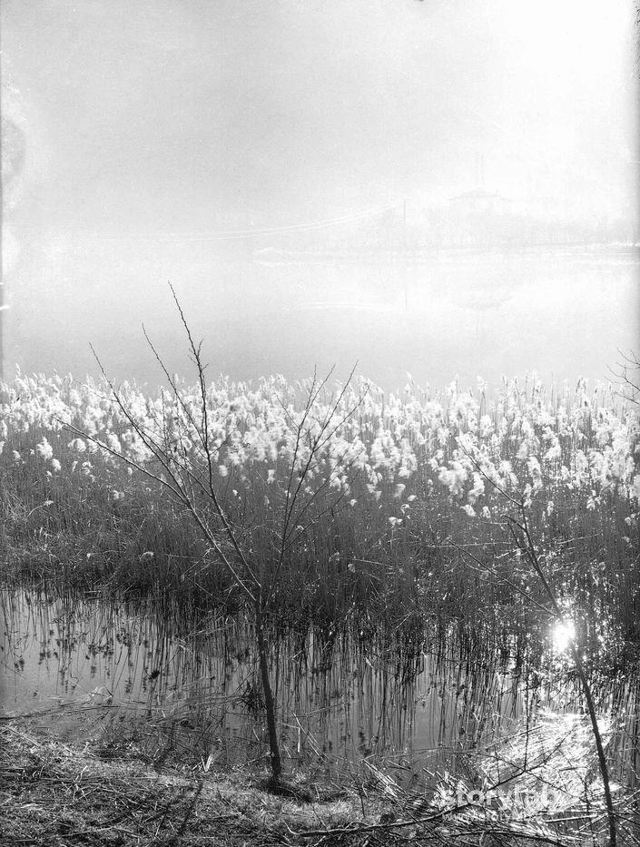 Ginerio riflesso nel lago
