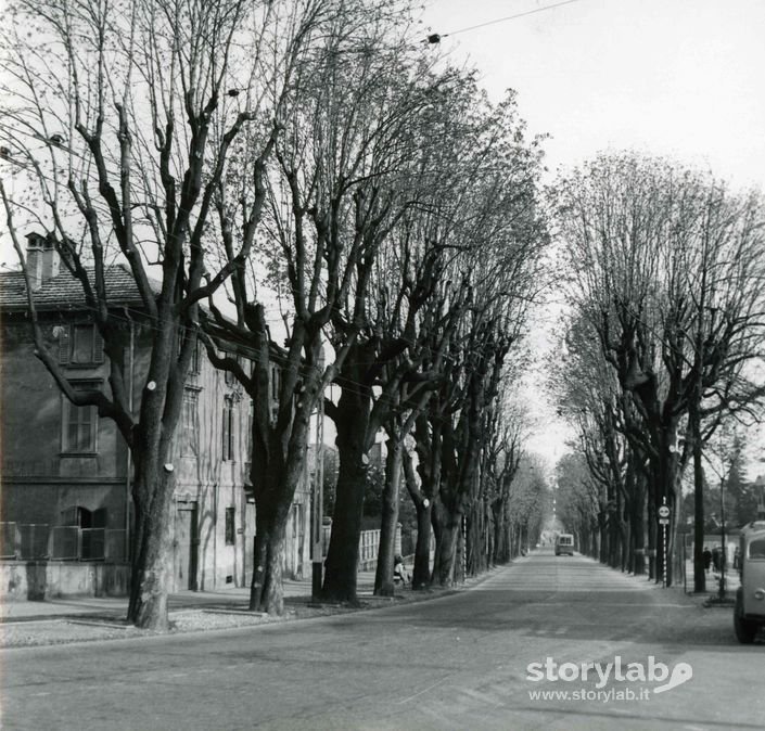 Viale Vittorio Emanuele II con alberi spogli