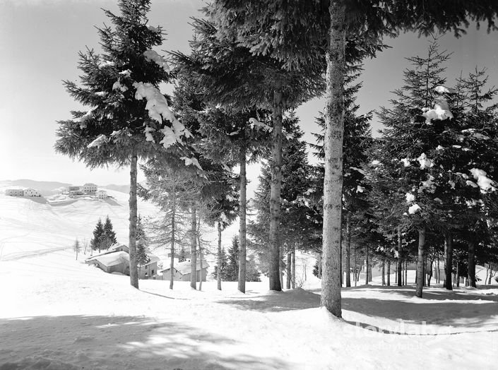 Bosco innevato 