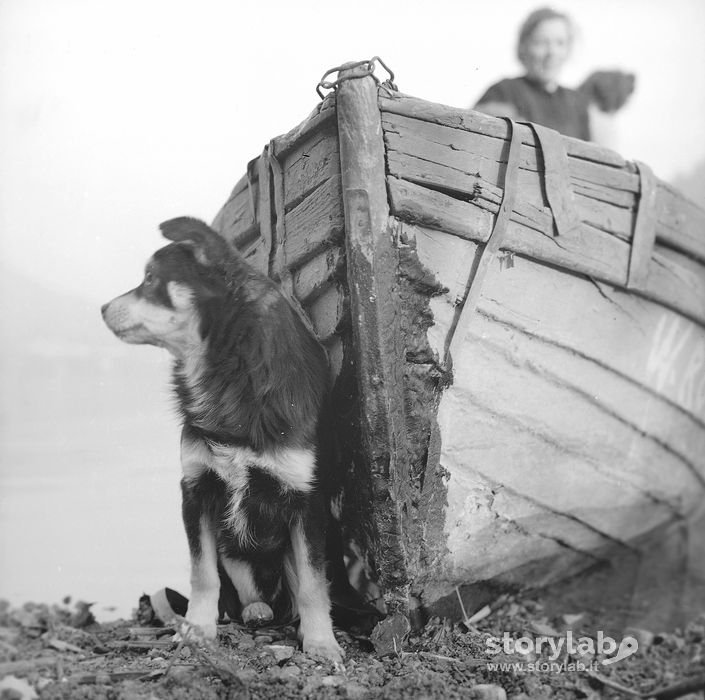 Cagnolino in riva al lago