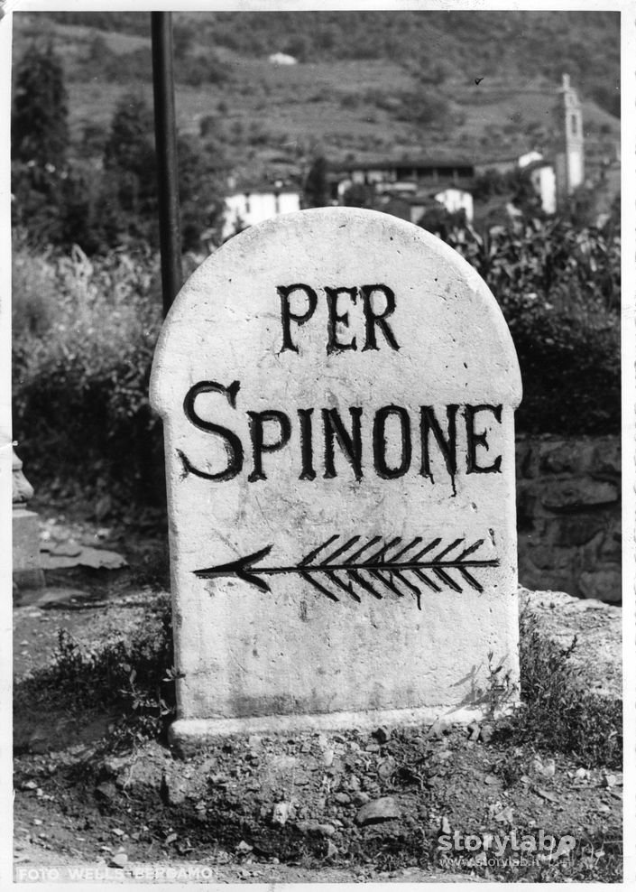 Per Spinone