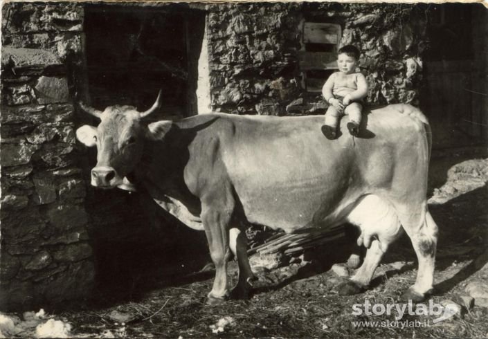 A Cavallo Di Una Mucca