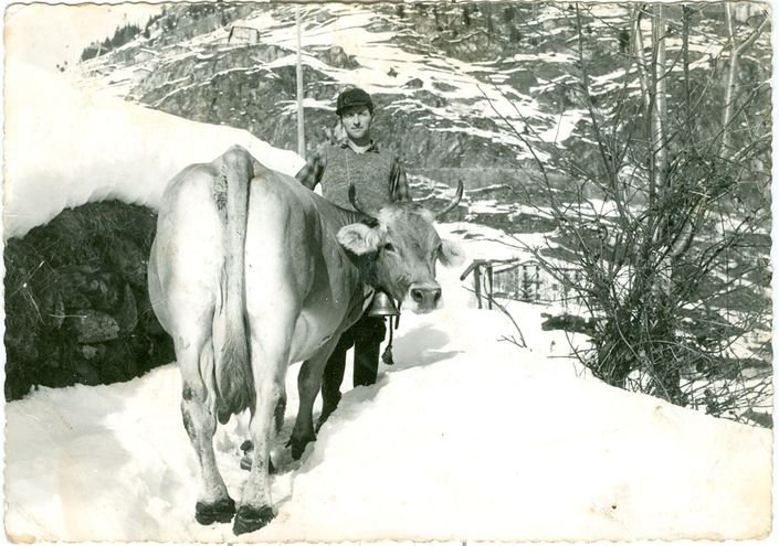 Mucca Al Pascolo