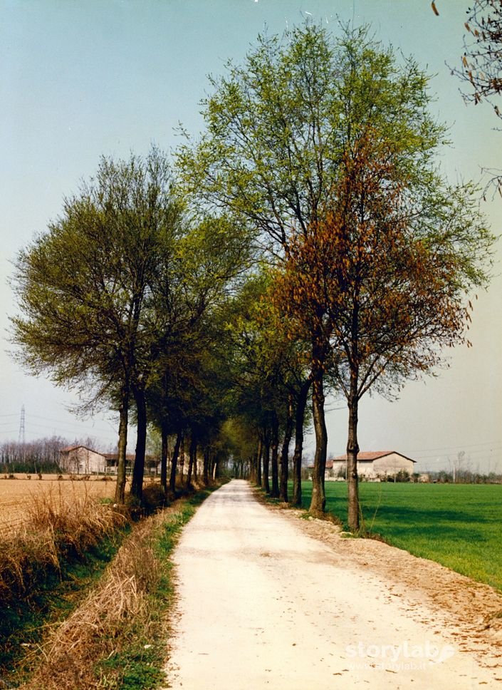 Viale Verso Le Cascine Ursina E Sforzata Malpaga