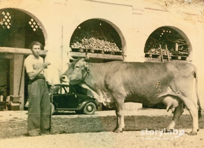 Bovino A Malpaga