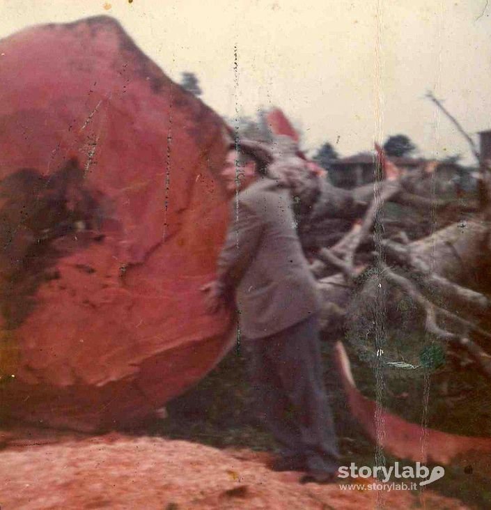 Taglio Albero Della Libertà (Piantone Di Cavernago)