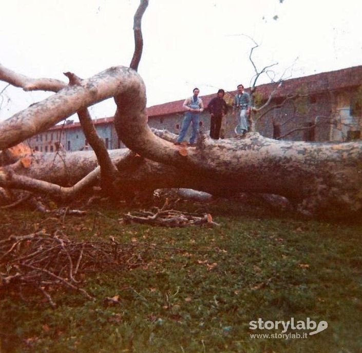 Abbattimento albero della libertà