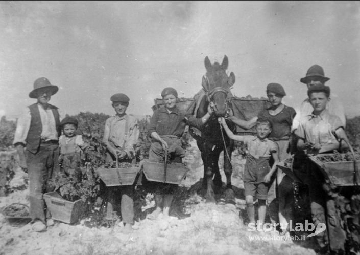 Vendemmia con la famiglia