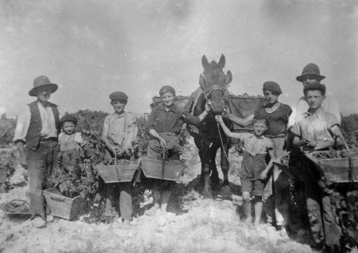 Vendemmia con la Famiglia