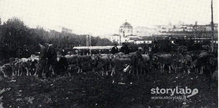 Gregge Di Pecore Al Foro Boario 1910