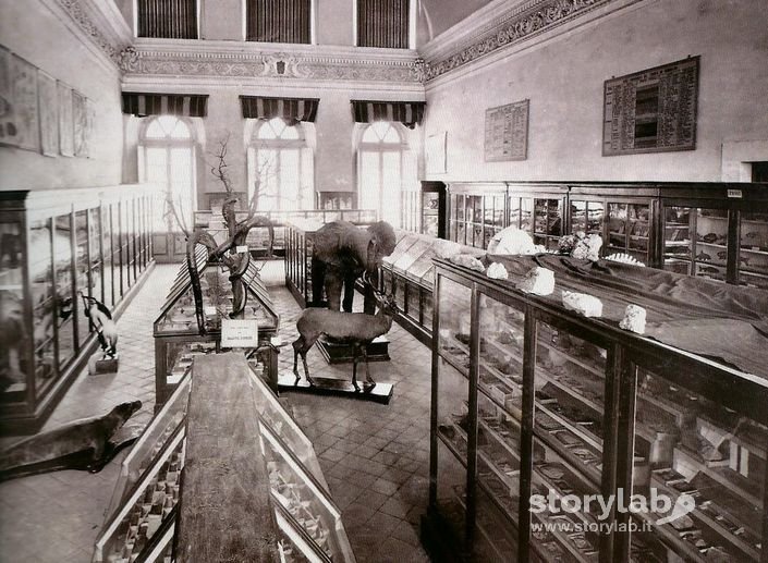 Sala Di Storia Naturale All'Istituto Tecnico Presso Palazzo Nuovo