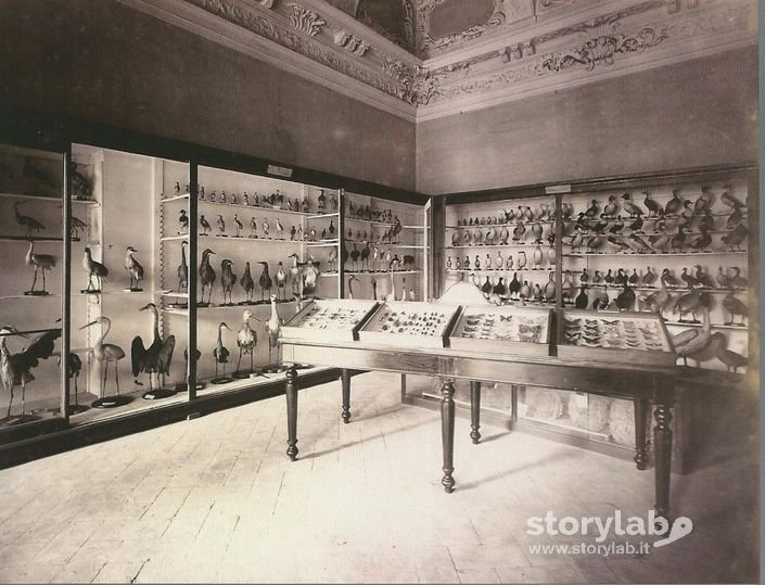 Sala Museo Di Scienze Presso L'Istituto Tecnico A Palazzo Nuovo