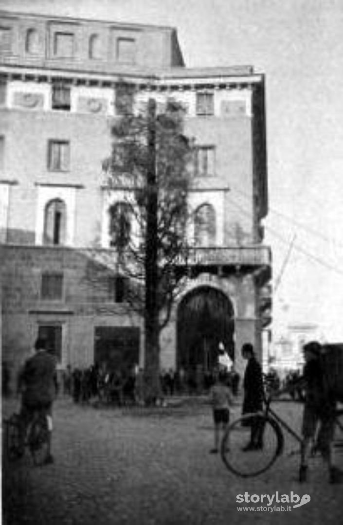 Ultimo albero del Boschetto di Santa Marta