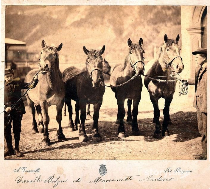 Cavalli Di Razza Belga 1920
