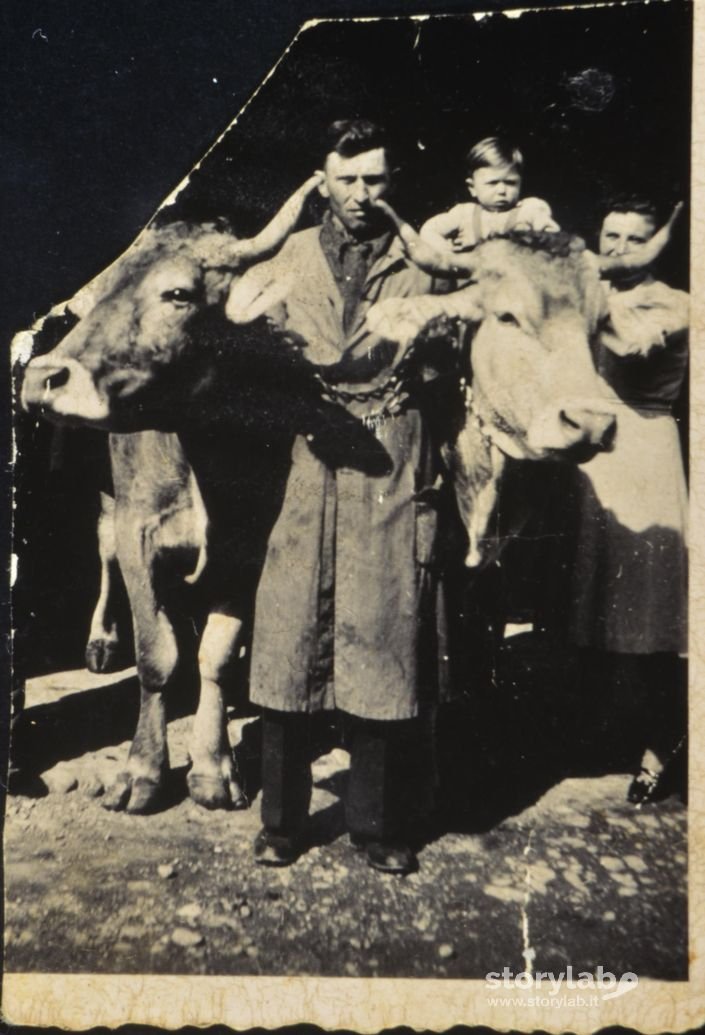 Allevatori mornicesi