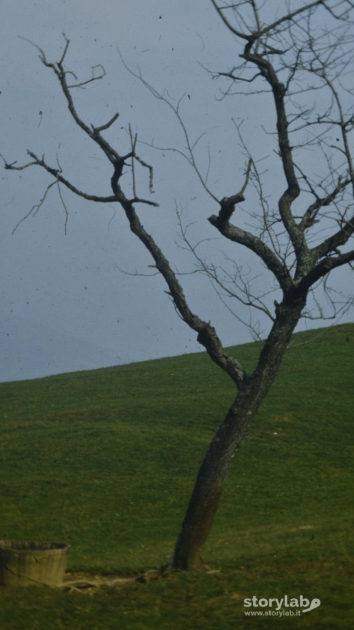 Albero a Mornico  