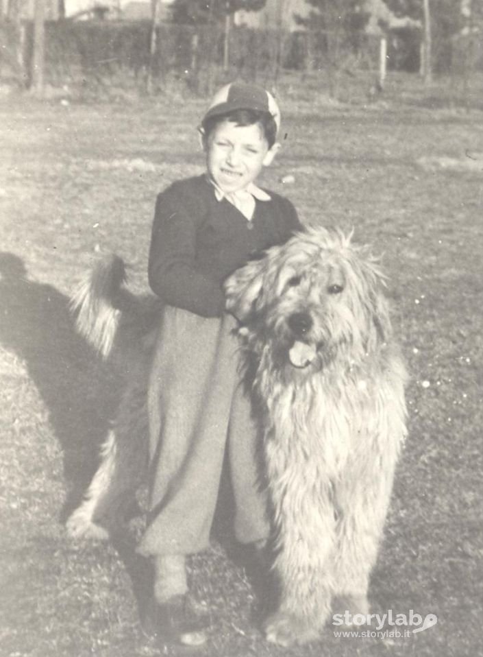 Pastore Bergamasco Color Isabella