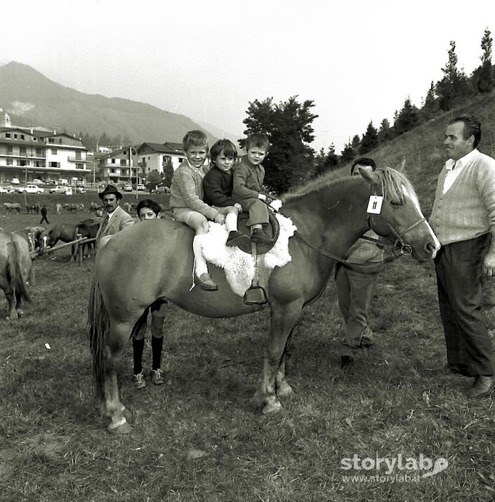 Come È Bello Cavalcare Il Cavallo Avelignese