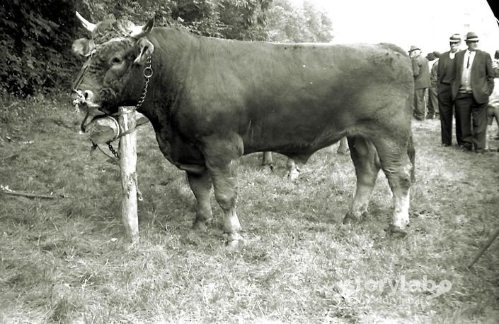 Esemplare Di Toro In Esposizione