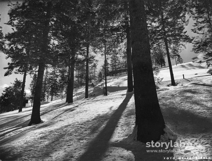 Pineta Innevata Alla Cantoniera Della Presolana