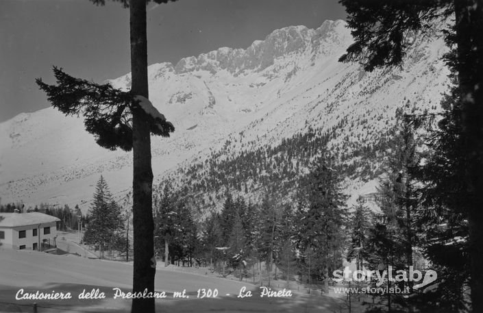 Pineta Innevata Della Cantoniera Della Presolana