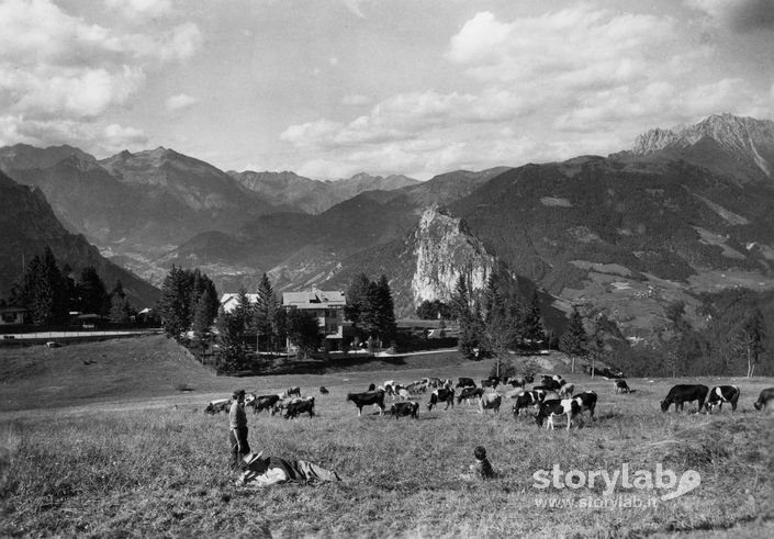 Mucche Al Pascolo Al Passo Della Presolana