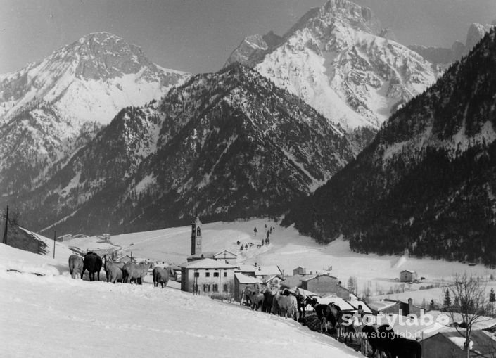 Pecorelle In Montagna