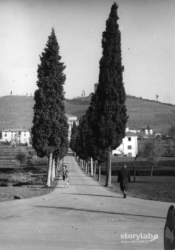 Viale Alberato Sotto Il Monte