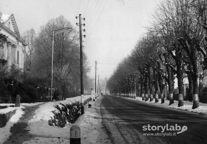 Viale Alberato