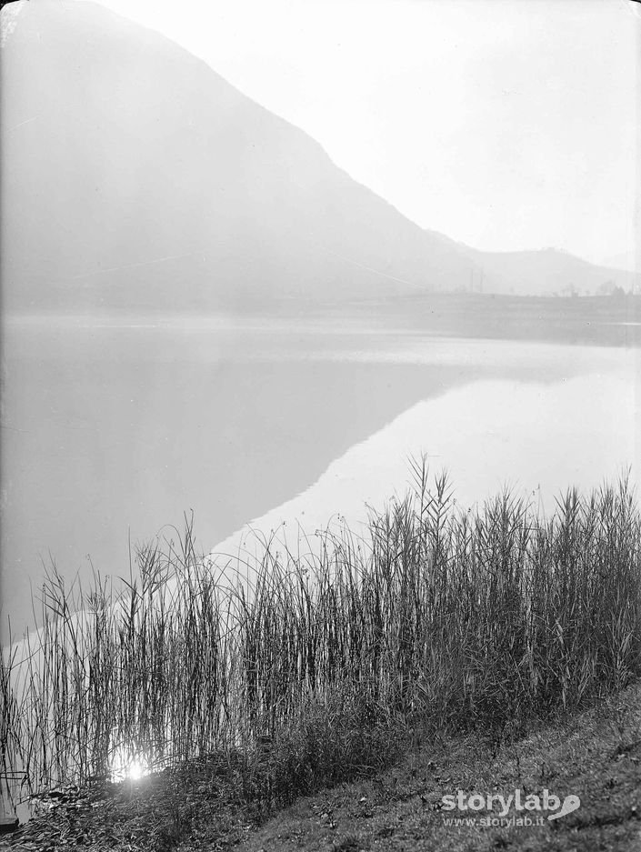 Canne In Riva Al Lago