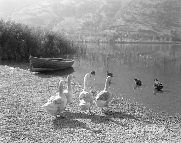 Animali In Riva Al Lago