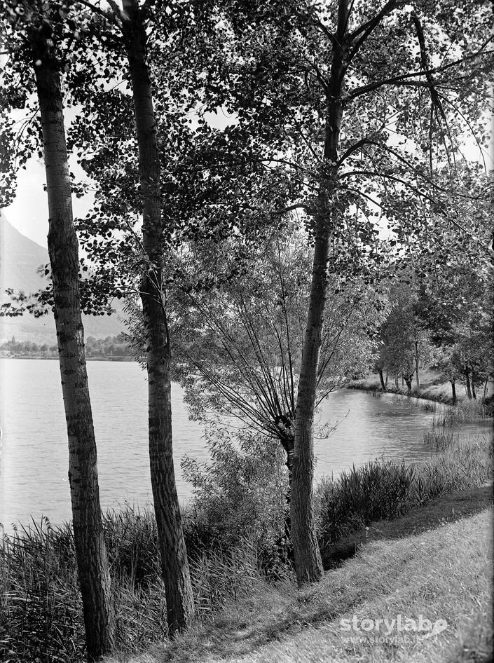 Alberi In Riva Al Lago