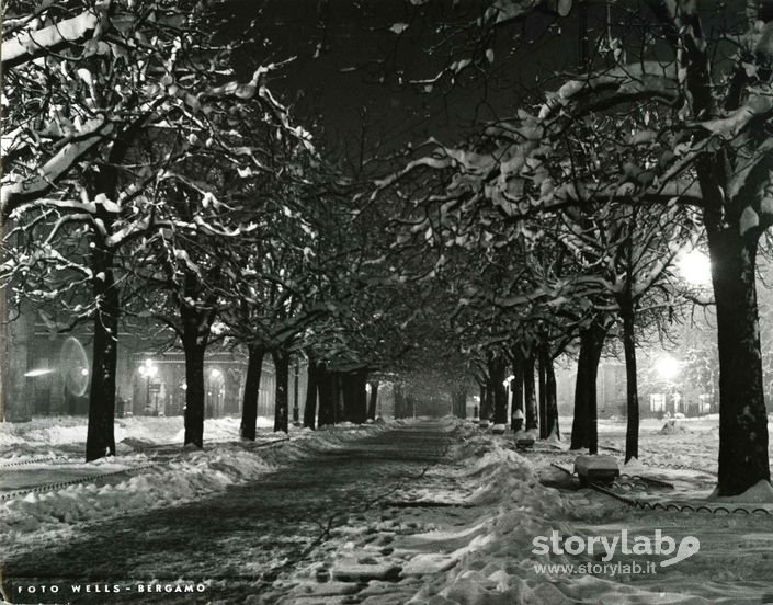 Alberi Innevati