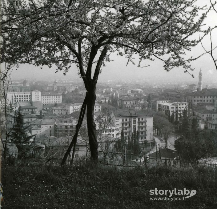 Scorcio Su Viale Vittorio Emanuele