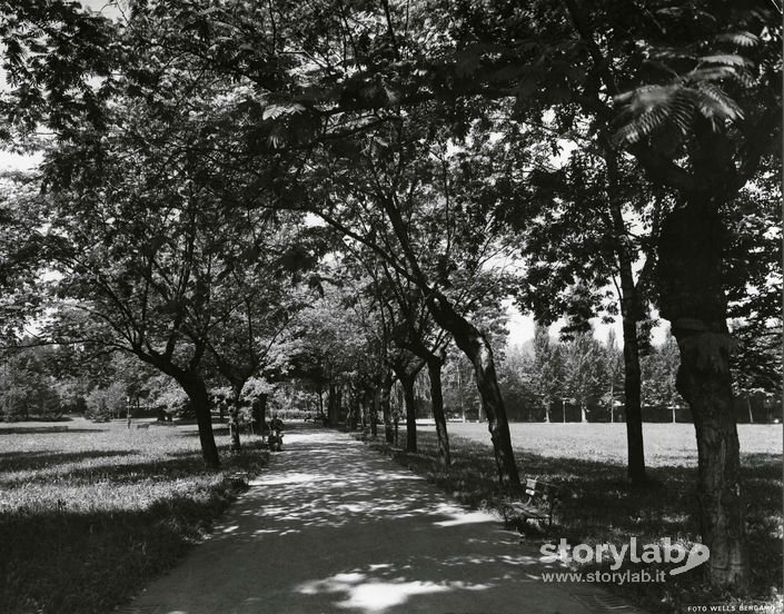 Alberi Di Parco Suardi